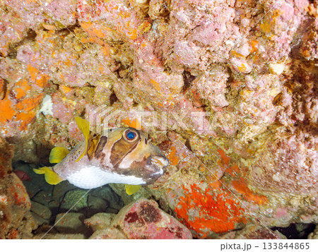 大きく美しいヒトヅラハリセンボン他。ヒリゾ浜南伊豆町中木 静岡県伊豆半島-2025 日本有数 133844865