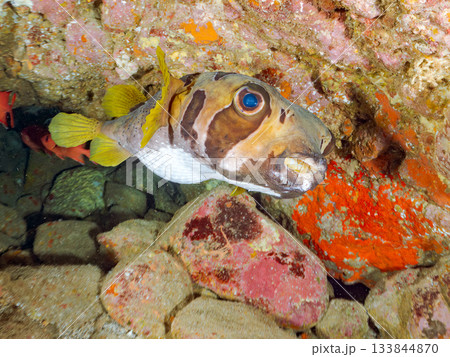 大きく美しいヒトヅラハリセンボン他。ヒリゾ浜南伊豆町中木 静岡県伊豆半島-2025 日本有数 133844870