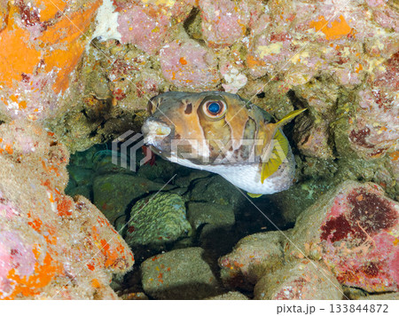 大きく美しいヒトヅラハリセンボン他。ヒリゾ浜南伊豆町中木 静岡県伊豆半島-2025 日本有数 大きく美しいヒトヅラハリセンボン他。ヒリゾ浜南伊豆町中木 静岡県伊豆半島-2025 日本有数 133844872