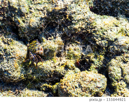 式根島の美しい海 大浦海水浴場の磯にいたかわいいイワガニ 式根島の美しい海 大浦海水浴場の磯にいたかわいいイワガニ 133844921
