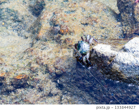 式根島の美しい海　大浦海水浴場の磯にいたかわいいイワガニ 133844927