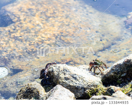 式根島の美しい海　大浦海水浴場の磯にいたかわいいイワガニ 133844935