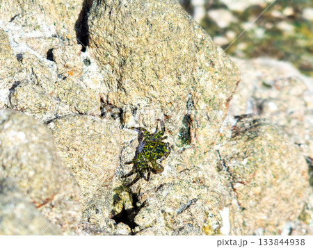 式根島の美しい海　大浦海水浴場の磯にいたかわいいイワガニ 133844938