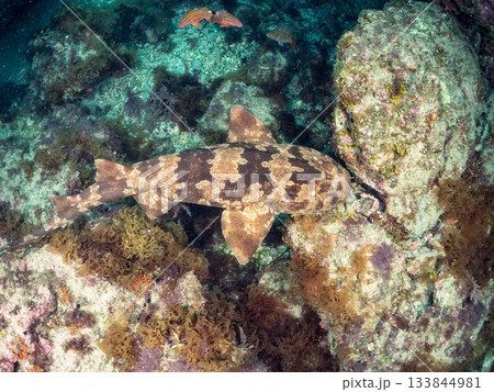 ヒリゾの主、大きく美しいオオセ（鮫）ヒリゾ浜南伊豆町中木 静岡県伊豆半島-2025 日本有数 133844981