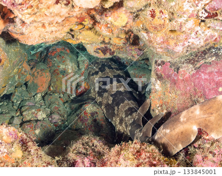 ヒリゾの主、大きく美しいオオセ（鮫）ヒリゾ浜南伊豆町中木 静岡県伊豆半島-2025 日本有数 133845001