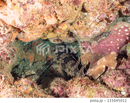 ヒリゾの主、大きく美しいオオセ(鮫)ヒリゾ浜南伊豆町中木 静岡県伊豆半島-2025 日本有数 ヒリゾの主、大きく美しいオオセ(鮫)ヒリゾ浜南伊豆町中木 静岡県伊豆半島-2025 日本有数 133845012