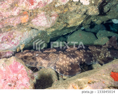 ヒリゾの主、大きく美しいオオセ（鮫）ヒリゾ浜南伊豆町中木 静岡県伊豆半島-2025 日本有数 133845014