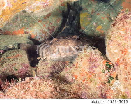 ヒリゾの主、大きく美しいオオセ（鮫）ヒリゾ浜南伊豆町中木 静岡県伊豆半島-2025 日本有数 133845016