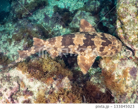 ヒリゾの主、大きく美しいオオセ（鮫）ヒリゾ浜南伊豆町中木 静岡県伊豆半島-2025 日本有数 133845023
