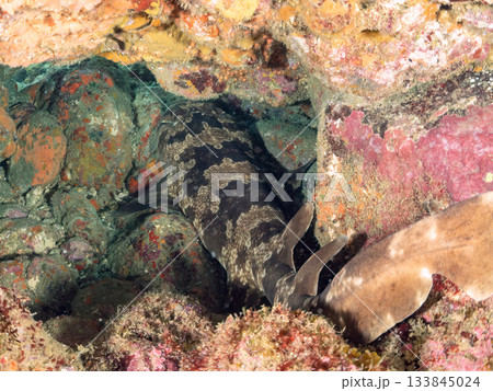 ヒリゾの主、大きく美しいオオセ（鮫）ヒリゾ浜南伊豆町中木 静岡県伊豆半島-2025 日本有数 133845024