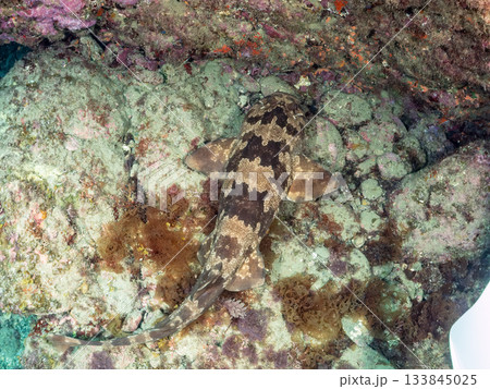 ヒリゾの主、大きく美しいオオセ（鮫）ヒリゾ浜南伊豆町中木 静岡県伊豆半島-2025 日本有数 133845025