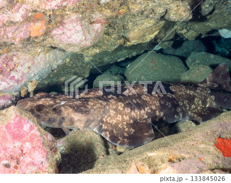 ヒリゾの主、大きく美しいオオセ(鮫)ヒリゾ浜南伊豆町中木 静岡県伊豆半島-2025 日本有数 ヒリゾの主、大きく美しいオオセ(鮫)ヒリゾ浜南伊豆町中木 静岡県伊豆半島-2025 日本有数 133845026