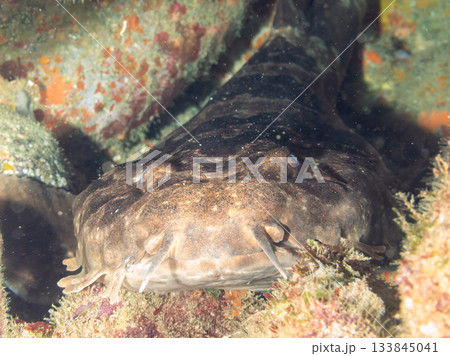 ヒリゾの主、大きく美しいオオセ(鮫)ヒリゾ浜南伊豆町中木 静岡県伊豆半島-2025 日本有数 ヒリゾの主、大きく美しいオオセ(鮫)ヒリゾ浜南伊豆町中木 静岡県伊豆半島-2025 日本有数 133845041