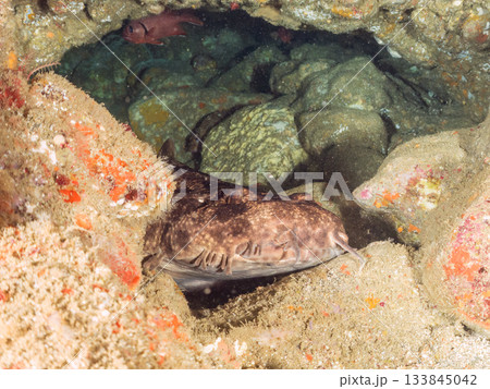 ヒリゾの主、大きく美しいオオセ（鮫）ヒリゾ浜南伊豆町中木 静岡県伊豆半島-2025 日本有数 133845042