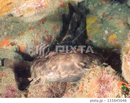 ヒリゾの主、大きく美しいオオセ（鮫）ヒリゾ浜南伊豆町中木 静岡県伊豆半島-2025 日本有数 133845046