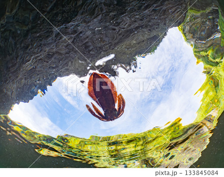 アオリイカ幼魚の半水面撮影。ヒリゾ浜南伊豆町中木 静岡県伊豆半島-2025日本有数のシュノーケリング 133845084