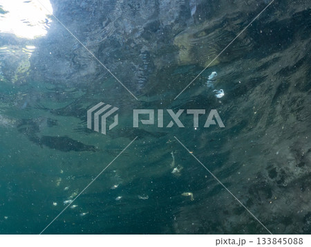 アオリイカ幼魚の半水面撮影。ヒリゾ浜南伊豆町中木 静岡県伊豆半島-2025日本有数のシュノーケリング 133845088