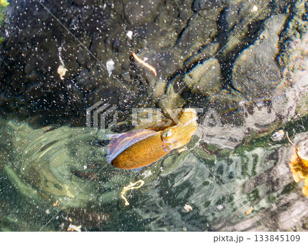 アオリイカ幼魚の半水面撮影。ヒリゾ浜南伊豆町中木 静岡県伊豆半島-2025日本有数のシュノーケリング アオリイカ幼魚の半水面撮影。ヒリゾ浜南伊豆町中木 静岡県伊豆半島-2025日本有数のシュノーケリング 133845109