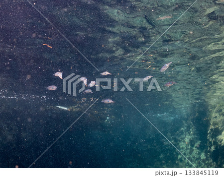 アオリイカ幼魚の半水面撮影。ヒリゾ浜南伊豆町中木 静岡県伊豆半島-2025日本有数のシュノーケリング 133845119