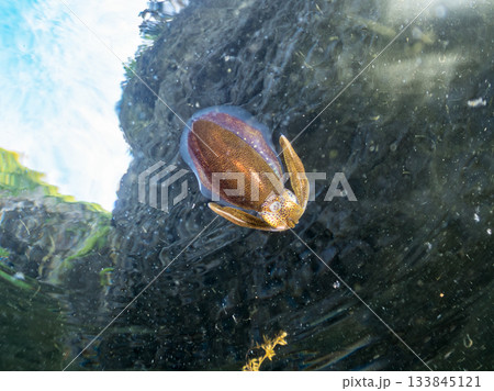 アオリイカ幼魚の半水面撮影。ヒリゾ浜南伊豆町中木 静岡県伊豆半島-2025日本有数のシュノーケリング 133845121