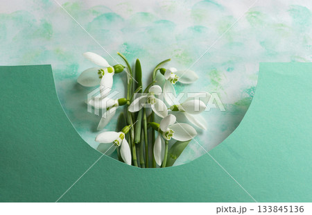Charming snowdrop flowers partially covered by stylish green paper. 133845136