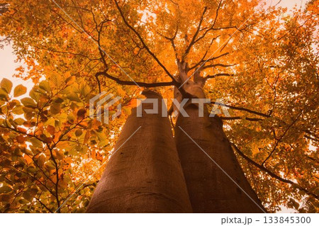 Two tall tree trunks are standing against pale sky in flat design, with orange leaves Two tall tree trunks are standing against pale sky in flat design, with orange leaves 133845300