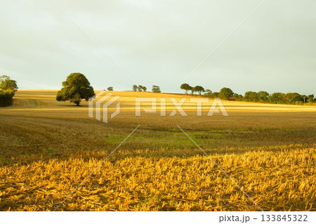 Solitary tree is standing in flat design harvested field with golden stubble under overcast sky 133845322
