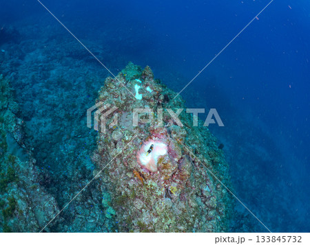 可愛いクマノミ一家。サンゴイソギンチャク。ヒリゾ浜南伊豆町中木 静岡県伊豆半島-2025 日本有数 可愛いクマノミ一家。サンゴイソギンチャク。ヒリゾ浜南伊豆町中木 静岡県伊豆半島-2025 日本有数 133845732