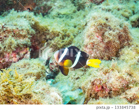 可愛いクマノミ一家。サンゴイソギンチャク。ヒリゾ浜南伊豆町中木 静岡県伊豆半島-2025 日本有数 133845738