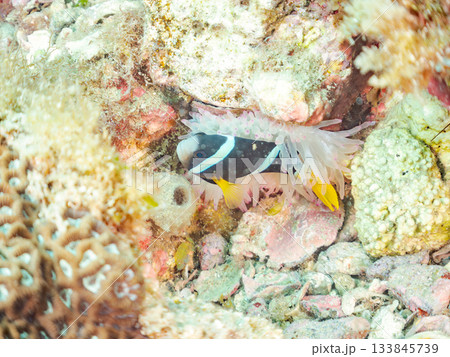 可愛いクマノミ一家。サンゴイソギンチャク。ヒリゾ浜南伊豆町中木 静岡県伊豆半島-2025 日本有数 133845739