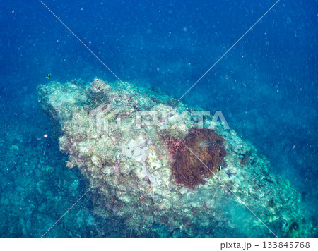 可愛いクマノミ一家。サンゴイソギンチャク。ヒリゾ浜南伊豆町中木 静岡県伊豆半島-2025 日本有数 可愛いクマノミ一家。サンゴイソギンチャク。ヒリゾ浜南伊豆町中木 静岡県伊豆半島-2025 日本有数 133845768