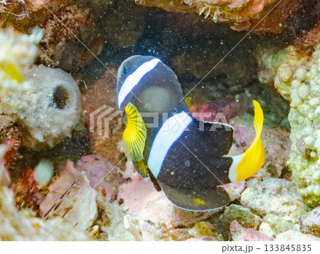 可愛いクマノミ一家。サンゴイソギンチャク。ヒリゾ浜南伊豆町中木 静岡県伊豆半島-2025 日本有数 133845835