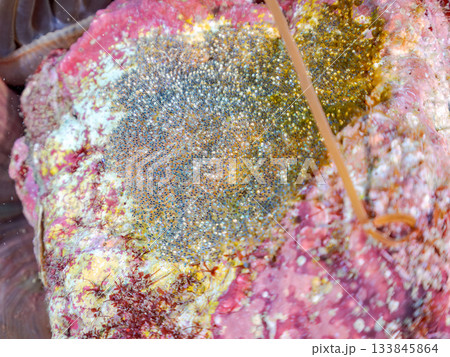 産み付けられたクマノミの卵。ヒリゾ浜南伊豆町中木 静岡県伊豆半島-2025日本有数のシュノーケリング 産み付けられたクマノミの卵。ヒリゾ浜南伊豆町中木 静岡県伊豆半島-2025日本有数のシュノーケリング 133845864