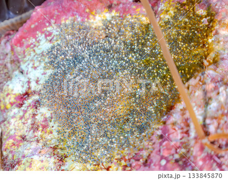 産み付けられたクマノミの卵。ヒリゾ浜南伊豆町中木 静岡県伊豆半島-2025日本有数のシュノーケリング 133845870