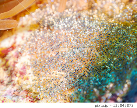 産み付けられたクマノミの卵。ヒリゾ浜南伊豆町中木 静岡県伊豆半島-2025日本有数のシュノーケリング 133845872