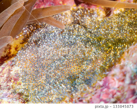 産み付けられたクマノミの卵。ヒリゾ浜南伊豆町中木 静岡県伊豆半島-2025日本有数のシュノーケリング 133845873