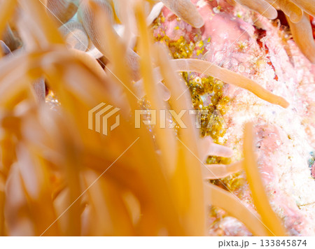 産み付けられたクマノミの卵。ヒリゾ浜南伊豆町中木 静岡県伊豆半島-2025日本有数のシュノーケリング 133845874