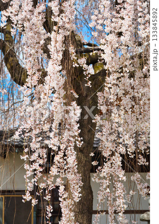 京都　本満寺の枝垂れ桜（京都府京都市上京区） 133845892