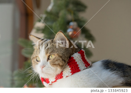 winter holiday and cat concept with british cat wear silk scarf and play with pine and christmas tree decorate background winter holiday and cat concept with british cat wear silk scarf and play with pine and christmas tree decorate background 133845923