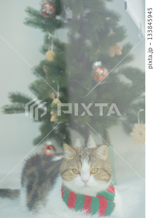 winter holiday and cat concept with british cat wear silk scarf and play with pine and christmas tree decorate and gift box background 133845945