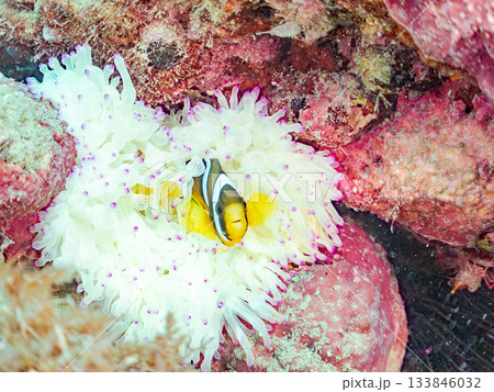 可愛いクマノミの幼魚。サンゴイソギンチャク。ヒリゾ浜南伊豆町中木 静岡県伊豆半島-2025 日本有数 可愛いクマノミの幼魚。サンゴイソギンチャク。ヒリゾ浜南伊豆町中木 静岡県伊豆半島-2025 日本有数 133846032