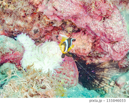 可愛いクマノミの幼魚。サンゴイソギンチャク。ヒリゾ浜南伊豆町中木 静岡県伊豆半島-2025 日本有数 可愛いクマノミの幼魚。サンゴイソギンチャク。ヒリゾ浜南伊豆町中木 静岡県伊豆半島-2025 日本有数 133846033