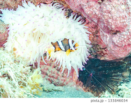 可愛いクマノミの幼魚。サンゴイソギンチャク。ヒリゾ浜南伊豆町中木 静岡県伊豆半島-2025 日本有数 可愛いクマノミの幼魚。サンゴイソギンチャク。ヒリゾ浜南伊豆町中木 静岡県伊豆半島-2025 日本有数 133846034