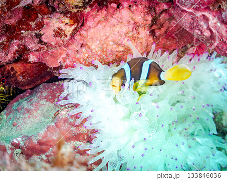 可愛いクマノミの幼魚。サンゴイソギンチャク。ヒリゾ浜南伊豆町中木 静岡県伊豆半島-2025 日本有数 133846036