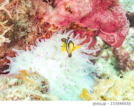 可愛いクマノミの幼魚。サンゴイソギンチャク。ヒリゾ浜南伊豆町中木 静岡県伊豆半島-2025 日本有数 133846038