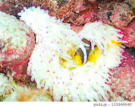 可愛いクマノミの幼魚。サンゴイソギンチャク。ヒリゾ浜南伊豆町中木 静岡県伊豆半島-2025 日本有数 133846040