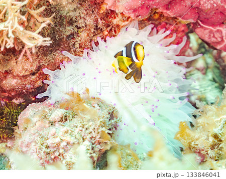 可愛いクマノミの幼魚。サンゴイソギンチャク。ヒリゾ浜南伊豆町中木 静岡県伊豆半島-2025 日本有数 133846041