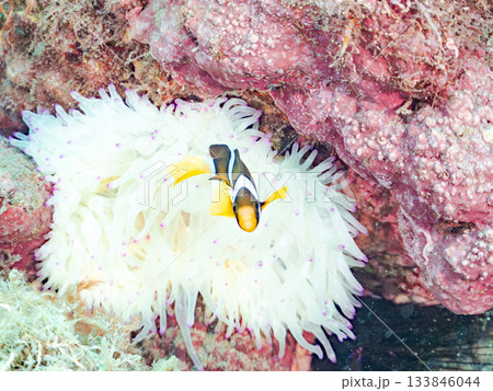 可愛いクマノミの幼魚。サンゴイソギンチャク。ヒリゾ浜南伊豆町中木 静岡県伊豆半島-2025 日本有数 133846044
