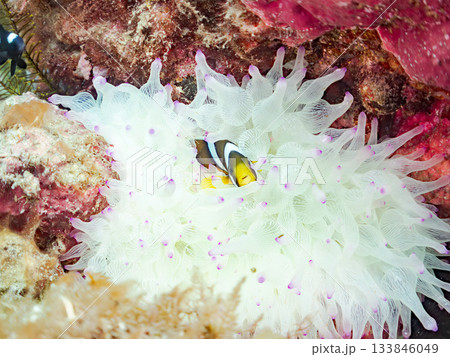 可愛いクマノミの幼魚。サンゴイソギンチャク。ヒリゾ浜南伊豆町中木 静岡県伊豆半島-2025 日本有数 133846049