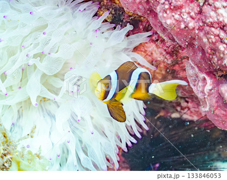 可愛いクマノミの幼魚。サンゴイソギンチャク。ヒリゾ浜南伊豆町中木 静岡県伊豆半島-2025 日本有数 可愛いクマノミの幼魚。サンゴイソギンチャク。ヒリゾ浜南伊豆町中木 静岡県伊豆半島-2025 日本有数 133846053